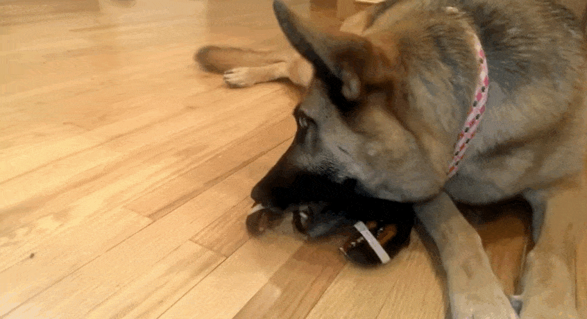 Dog Tries To Protect Little Lobster From Becoming Family's Dinner
