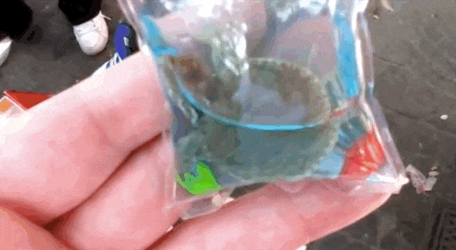 Estos llaveros de plástico contienen ANIMALES VIVOS. ¡Atroz! 1