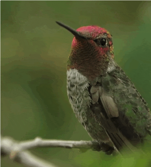 this incredible hummingbird changes colors with every turn this incredible hummingbird changes colors with every turn