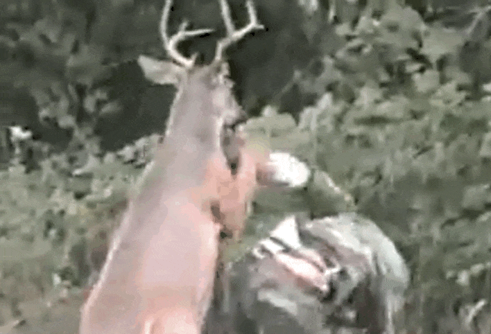 Deer Has Had It With Being Hunted