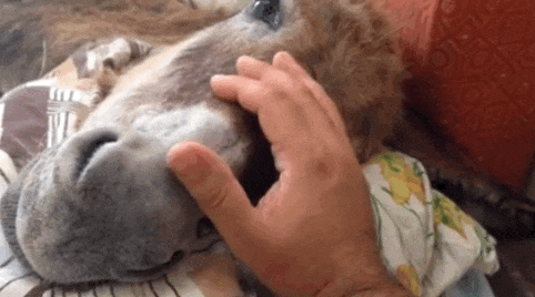 Este burro, que había sido dado por muerto, encuentra consuelo en un pequeño amigo 1