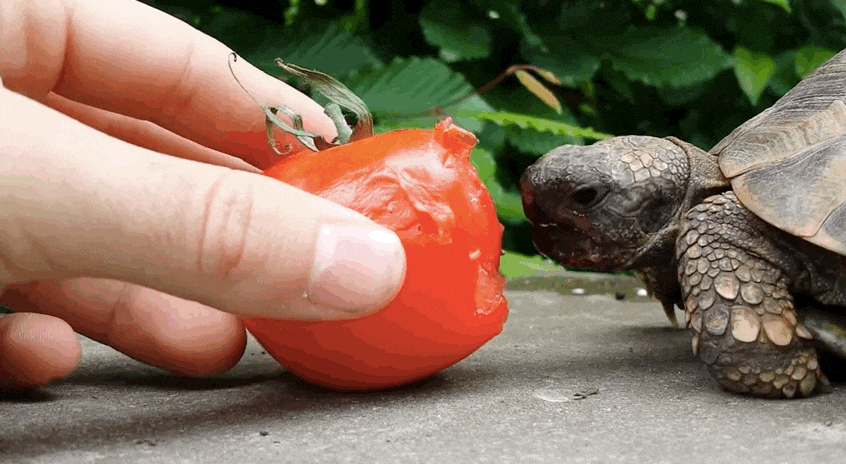 tiny tortoise eating tomato