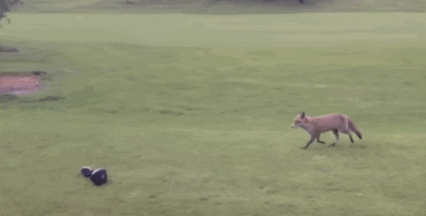 animal game golf