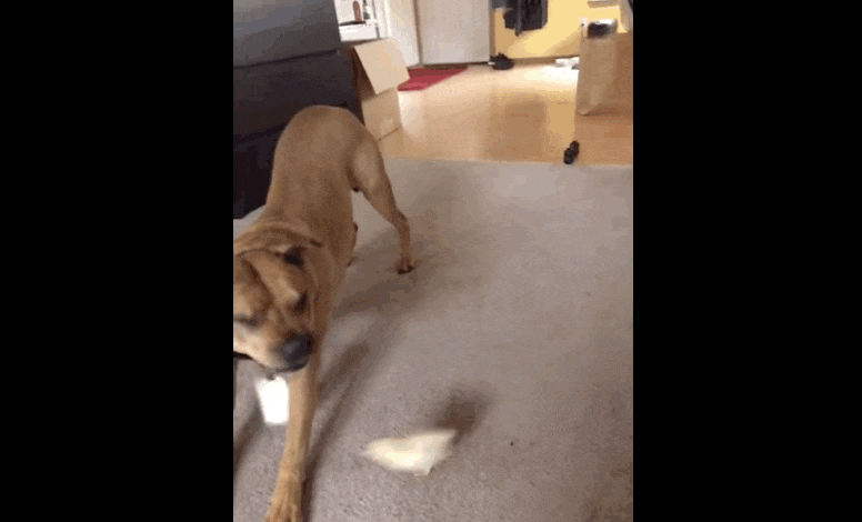 Pit Bull Has The Best Reaction When She Meets A Tiny Chick