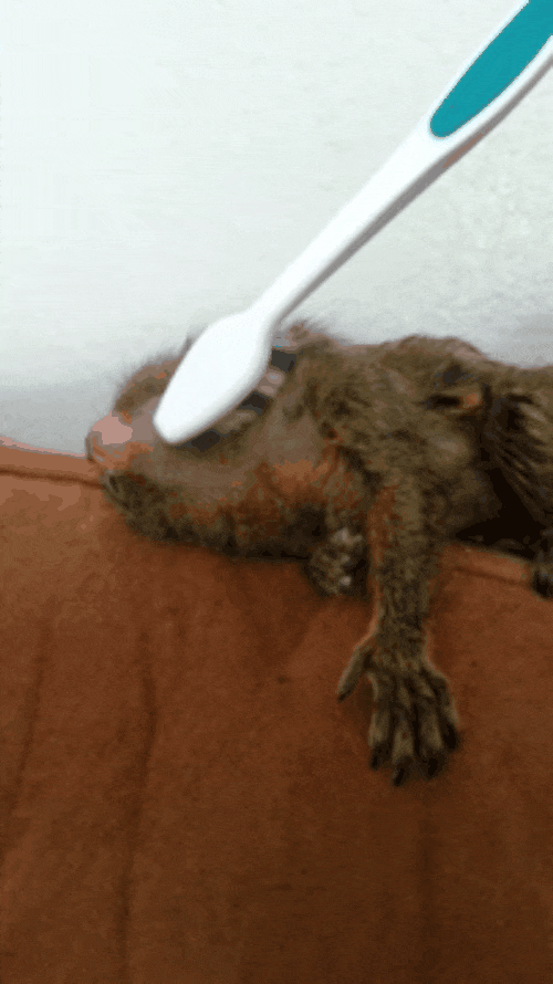 Tiny, Orphaned Marmoset LOVES Her Toothbrush Massage