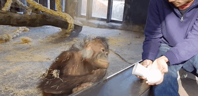 orangutan magic trick orangutan magic trick