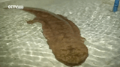 Esta salamandra gigante de 200 años fue encontrada en una cueva de China 1