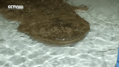 Esta salamandra gigante de 200 años fue encontrada en una cueva de China 2