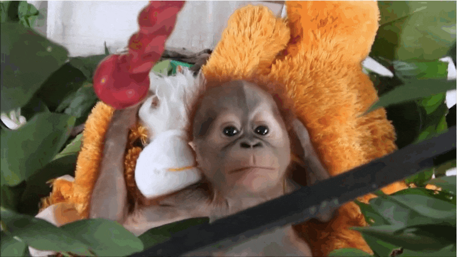 Baby Orangutan Left For Dead Is Now King Of The Playground
