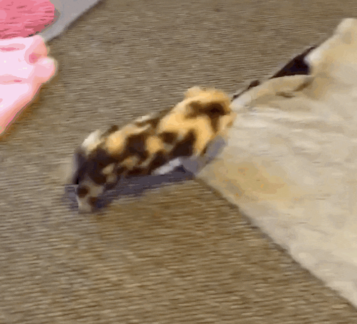 Rescue Pig Can't Stop Running Until She Feels Her New Blanket