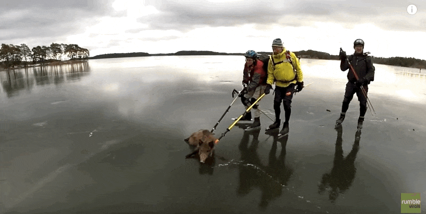 Unos patinadores lo encontraron luchando en un lago congelado y así lo ayudaron 2