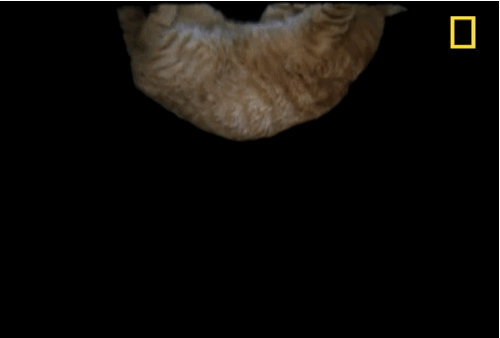 980x.gif