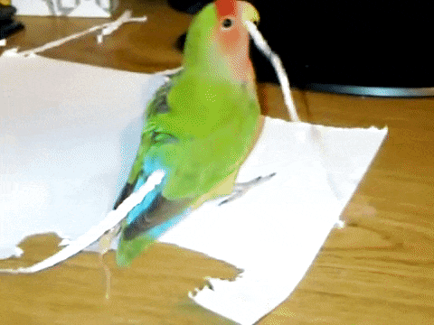 These Are Actual Lovebirds, And They Do The Cutest Thing To Their Tails