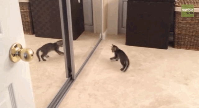 Tough Kitten Battles Ultimate Enemy: His Own Reflection
