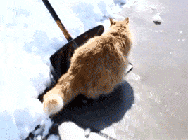 10 Snowy Ways To Have Fun With Your Pet This Winter