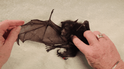 Bats GIF - Find & Share on GIPHY