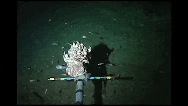 Nunca se había filmado un pez a más de 8.000 metros de profundidad. El vídeo te dejará sin palabras 1