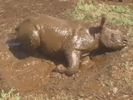Baby Rhino Treats Herself To Very First Mud Bath