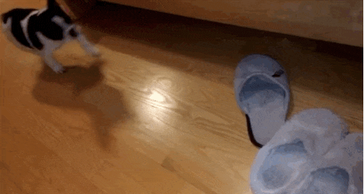 Sneaky Puppy Loves Nothing More Than Stealing Everyone�s