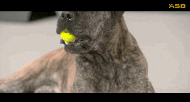 dog touches ball it starts bouncing