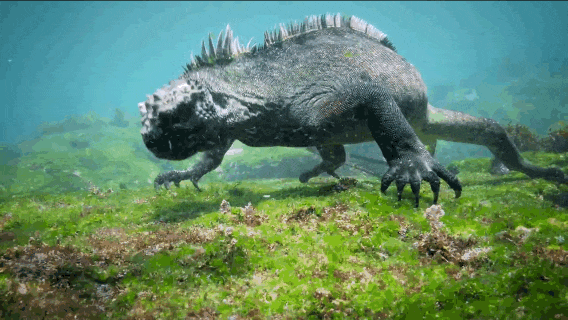 Amazing Footage Shows Giant Monster  Lizard Swimming 