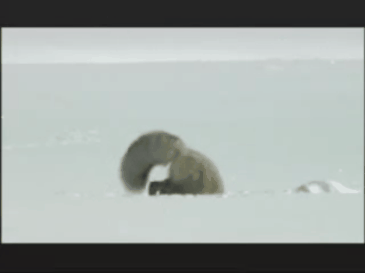 If You've Never Seen A Fox Dive-Bomb Into The Snow, It's Time