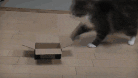 15 gatos que se niegan a aceptar que sus cajas son demasiado PEQUEÑAS 1