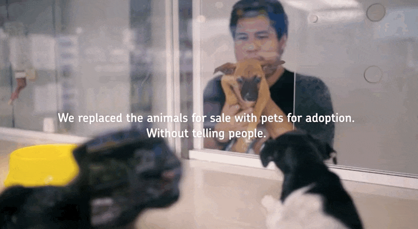 Βίντεο pet shop 